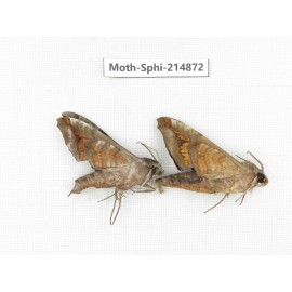 Sphingidae sp. China, Guizhou, Qiandongnan, Congjiang county.2Pcs. Moth-Sphi-214872.