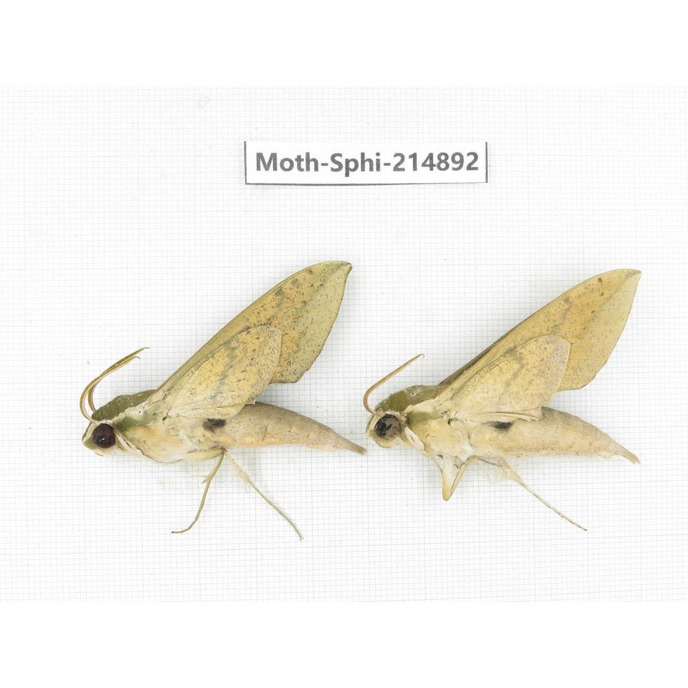 Sphingidae sp. China, Guizhou, Qiandongnan, Congjiang county.2Pcs. Moth-Sphi-214892.