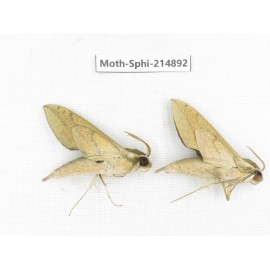 Sphingidae sp. China, Guizhou, Qiandongnan, Congjiang county.2Pcs. Moth-Sphi-214892.
