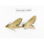Sphingidae sp. China, Guizhou, Qiandongnan, Congjiang county.2Pcs. Moth-Sphi-214894.