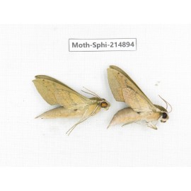 Sphingidae sp. China, Guizhou, Qiandongnan, Congjiang county.2Pcs. Moth-Sphi-214894.