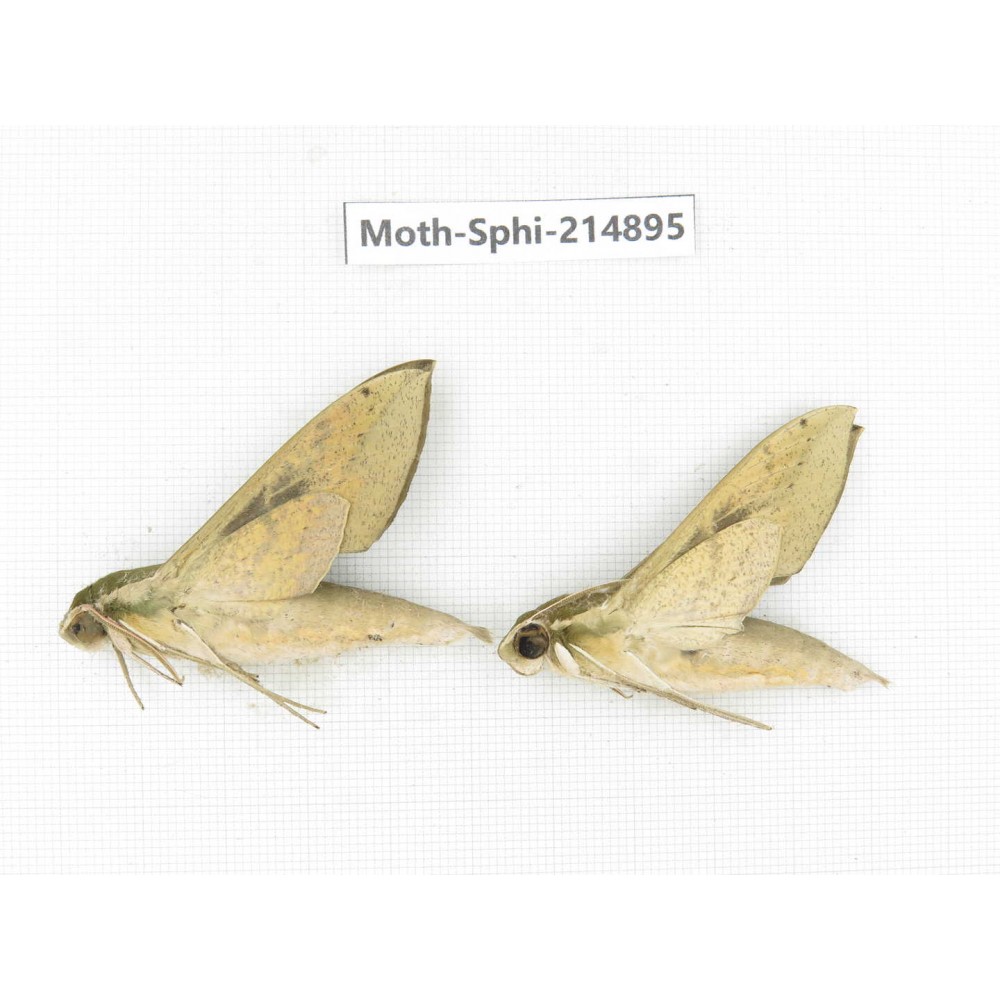 Sphingidae sp. China, Guizhou, Qiandongnan, Congjiang county.2Pcs. Moth-Sphi-214895.