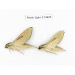 Sphingidae sp. China, Guizhou, Qiandongnan, Congjiang county.2Pcs. Moth-Sphi-214895.