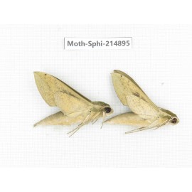 Sphingidae sp. China, Guizhou, Qiandongnan, Congjiang county.2Pcs. Moth-Sphi-214895.