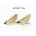Sphingidae sp. China, Guizhou, Qiandongnan, Congjiang county.2Pcs. Moth-Sphi-214896.