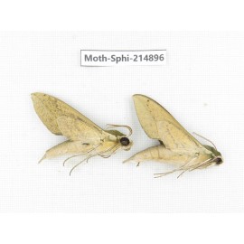 Sphingidae sp. China, Guizhou, Qiandongnan, Congjiang county.2Pcs. Moth-Sphi-214896.
