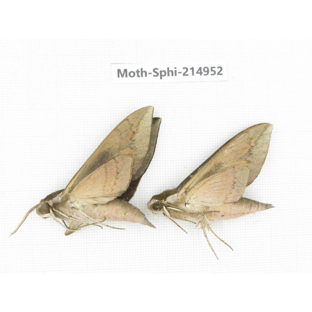 Sphingidae sp. China, Guizhou, Qiandongnan, Congjiang county.2Pcs. Moth-Sphi-214952.