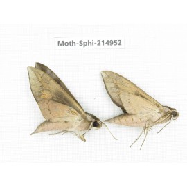 Sphingidae sp. China, Guizhou, Qiandongnan, Congjiang county.2Pcs. Moth-Sphi-214952.