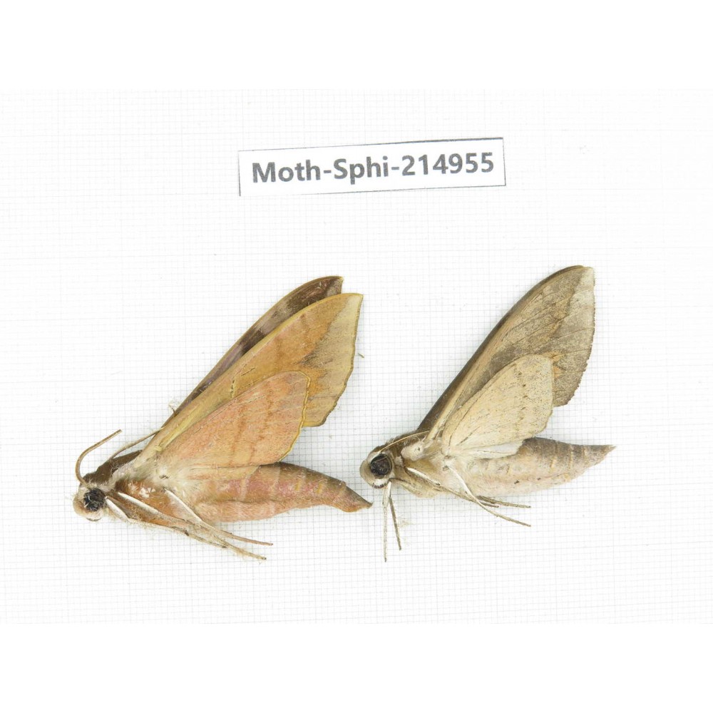 Sphingidae sp. China, Guizhou, Qiandongnan, Congjiang county.2Pcs. Moth-Sphi-214955.