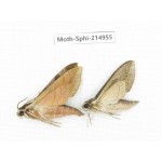 Sphingidae sp. China, Guizhou, Qiandongnan, Congjiang county.2Pcs. Moth-Sphi-214955.