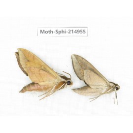 Sphingidae sp. China, Guizhou, Qiandongnan, Congjiang county.2Pcs. Moth-Sphi-214955.