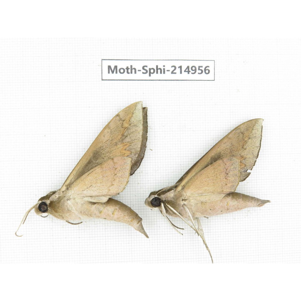 Sphingidae sp. China, Guizhou, Qiandongnan, Congjiang county.2Pcs. Moth-Sphi-214956.