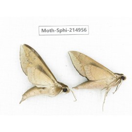 Sphingidae sp. China, Guizhou, Qiandongnan, Congjiang county.2Pcs. Moth-Sphi-214956.