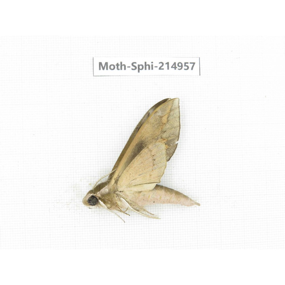 Sphingidae sp. China, Guizhou, Qiandongnan, Congjiang county.1Pcs. Moth-Sphi-214957.