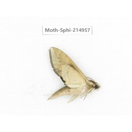 Sphingidae sp. China, Guizhou, Qiandongnan, Congjiang county.1Pcs. Moth-Sphi-214957.