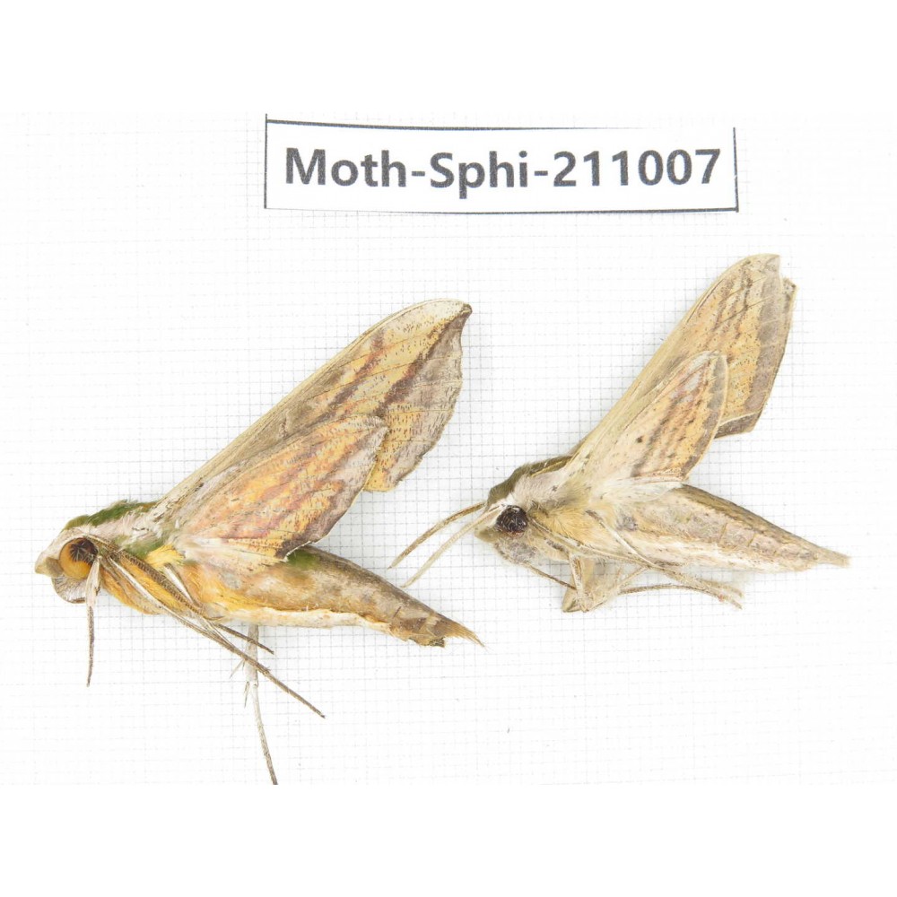 Sphingidae sp. China, Guizhou, Qiandongnan, Congjiang county. 2Pcs. Moth-Sphi-211007.