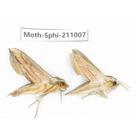 Sphingidae sp. China, Guizhou, Qiandongnan, Congjiang county. 2Pcs. Moth-Sphi-211007.