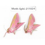 Sphingidae sp. China, Guizhou, Qiandongnan, Congjiang county. 2Pcs. Moth-Sphi-211024.