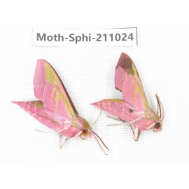 Sphingidae sp. China, Guizhou, Qiandongnan, Congjiang county. 2Pcs. Moth-Sphi-211024.