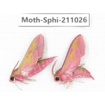 Sphingidae sp. China, Guizhou, Qiandongnan, Congjiang county. 2Pcs. Moth-Sphi-211026.