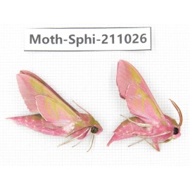 Sphingidae sp. China, Guizhou, Qiandongnan, Congjiang county. 2Pcs. Moth-Sphi-211026.