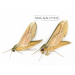 Sphingidae sp. China, Guizhou, Qiandongnan, Congjiang county. 2Pcs. Moth-Sphi-211032.