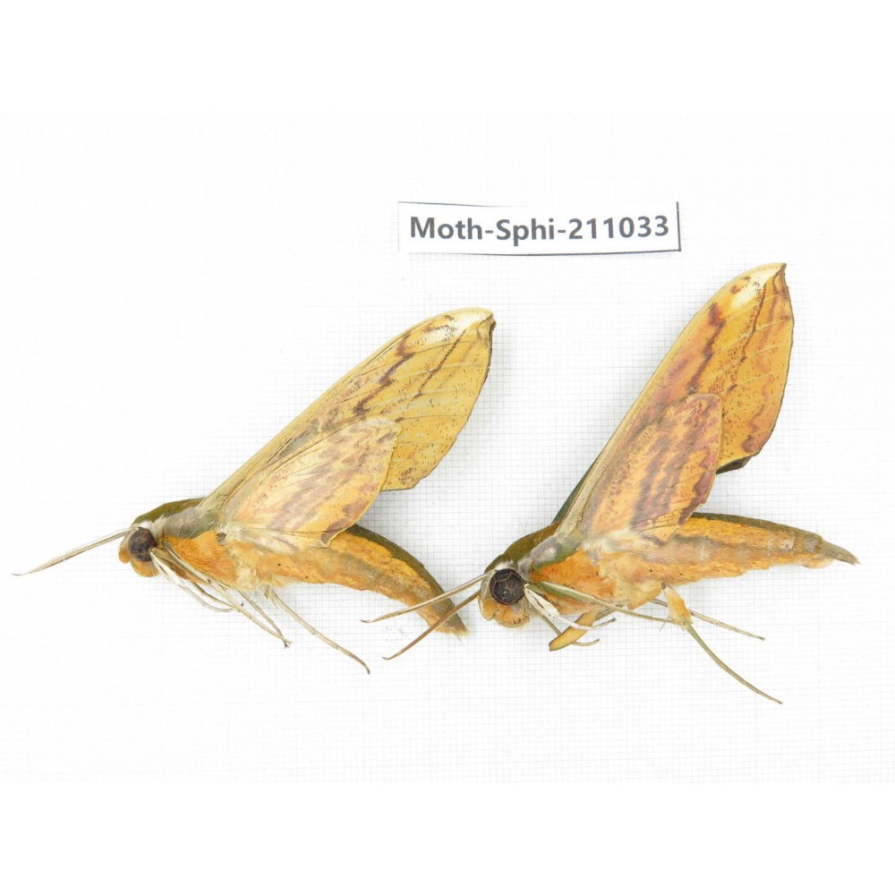 Sphingidae sp. China, Guizhou, Qiandongnan, Congjiang county. 2Pcs. Moth-Sphi-211033.