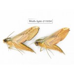 Sphingidae sp. China, Guizhou, Qiandongnan, Congjiang county. 2Pcs. Moth-Sphi-211034.