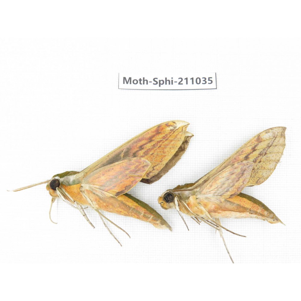Sphingidae sp. China, Guizhou, Qiandongnan, Congjiang county. 2Pcs. Moth-Sphi-211035.