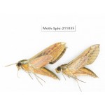 Sphingidae sp. China, Guizhou, Qiandongnan, Congjiang county. 2Pcs. Moth-Sphi-211035.