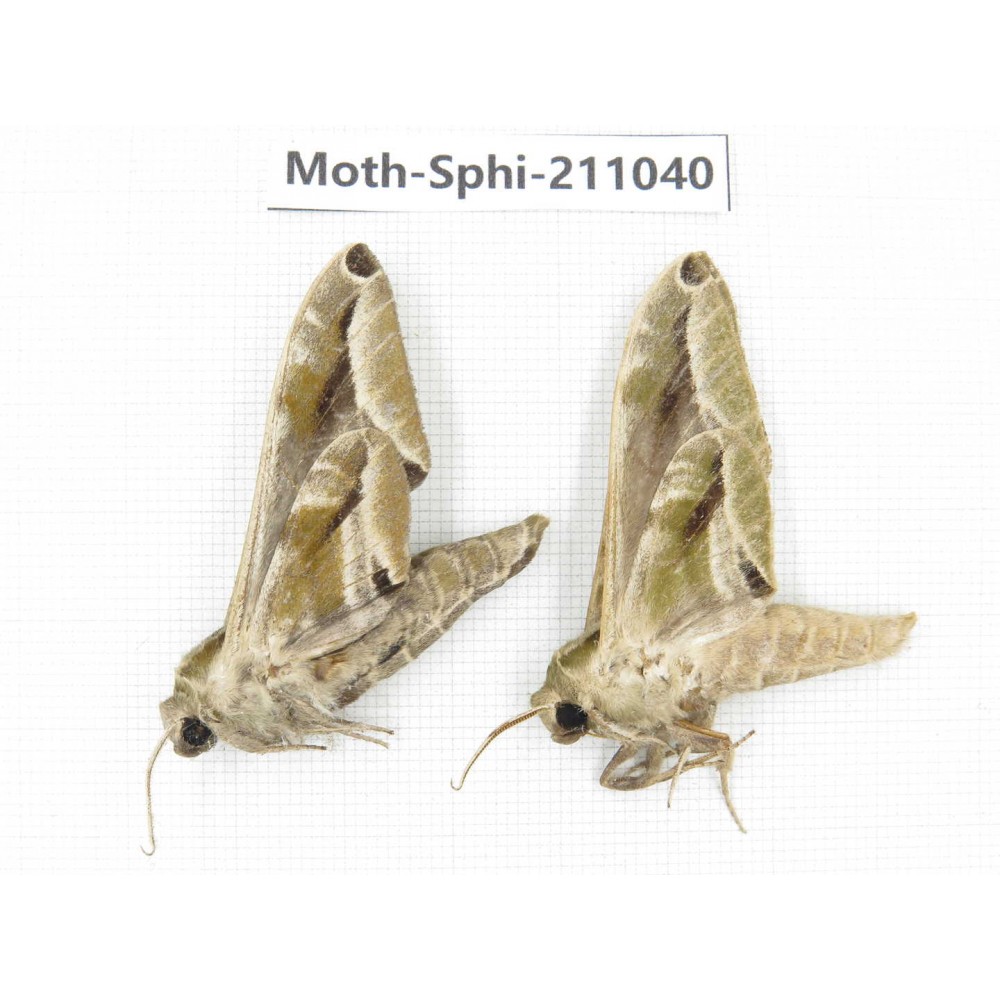 Sphingidae sp. China, Guizhou, Qiandongnan, Congjiang county. 2Pcs. Moth-Sphi-211040.