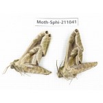 Sphingidae sp. China, Guizhou, Qiandongnan, Congjiang county. 2Pcs. Moth-Sphi-211041.