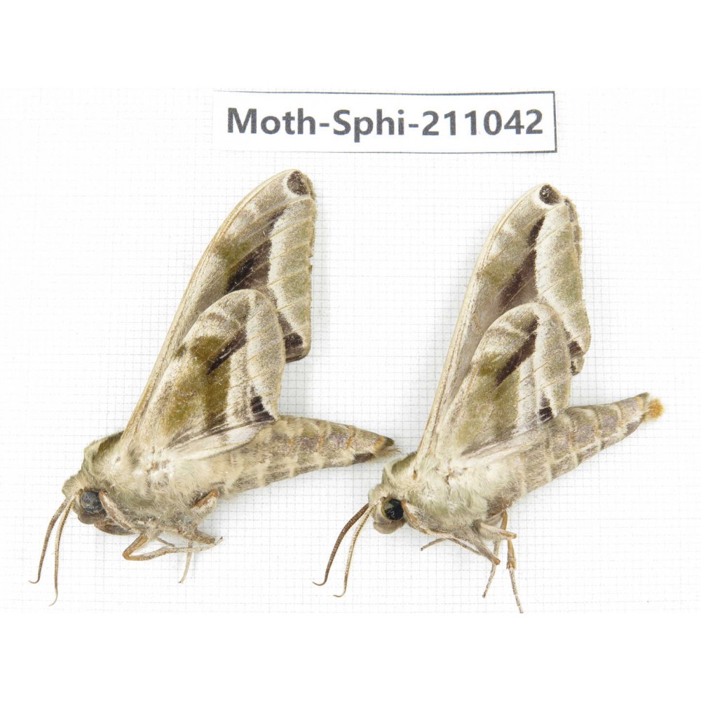 Sphingidae sp. China, Guizhou, Qiandongnan, Congjiang county. 2Pcs. Moth-Sphi-211042.