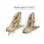 Sphingidae sp. China, Guizhou, Qiandongnan, Congjiang county. 2Pcs. Moth-Sphi-211043.