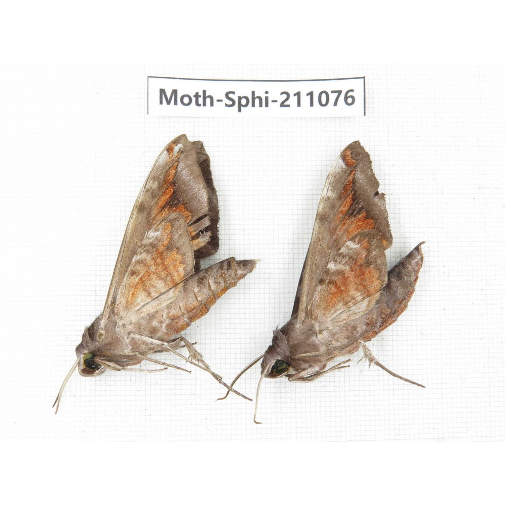 Sphingidae sp. China, Guizhou, Qiandongnan, Congjiang county. 2Pcs. Moth-Sphi-211076.