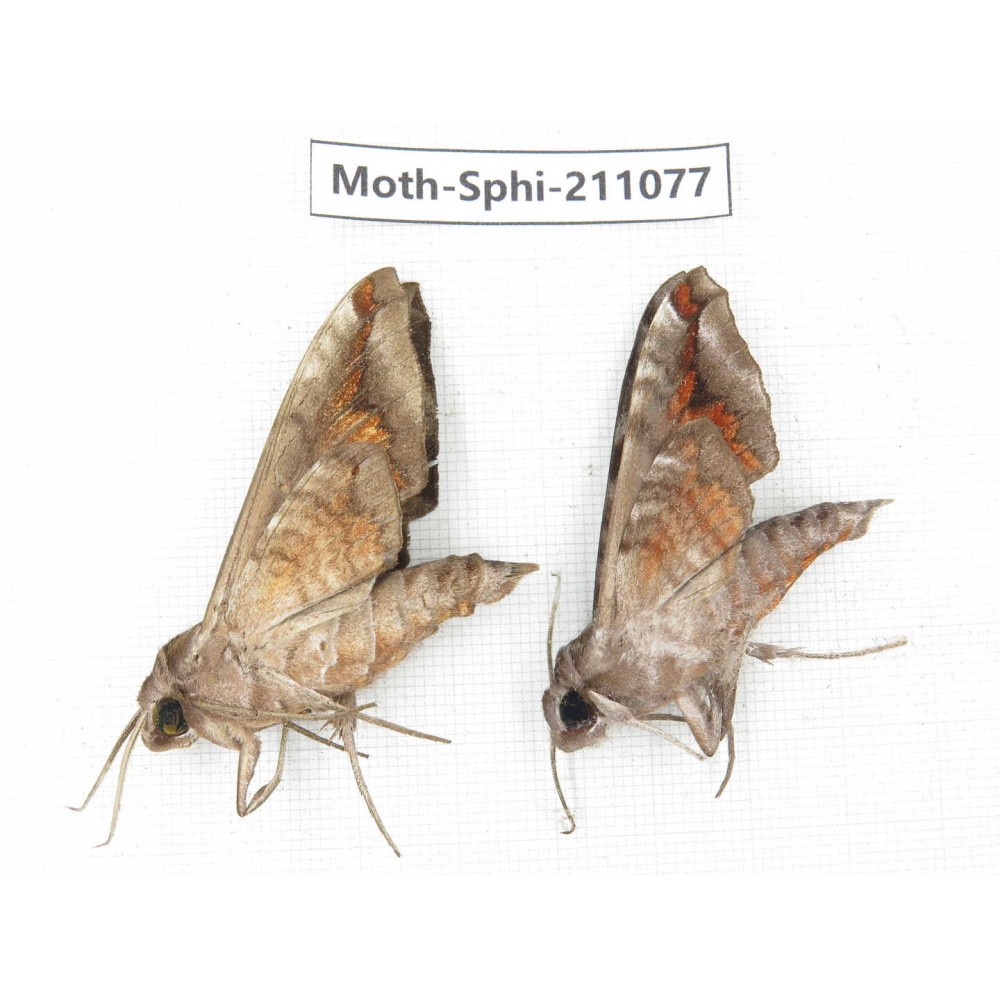 Sphingidae sp. China, Guizhou, Qiandongnan, Congjiang county. 2Pcs. Moth-Sphi-211077.