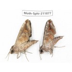 Sphingidae sp. China, Guizhou, Qiandongnan, Congjiang county. 2Pcs. Moth-Sphi-211077.