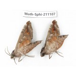 Sphingidae sp. China, Guizhou, Qiandongnan, Congjiang county. 2Pcs. Moth-Sphi-211107.