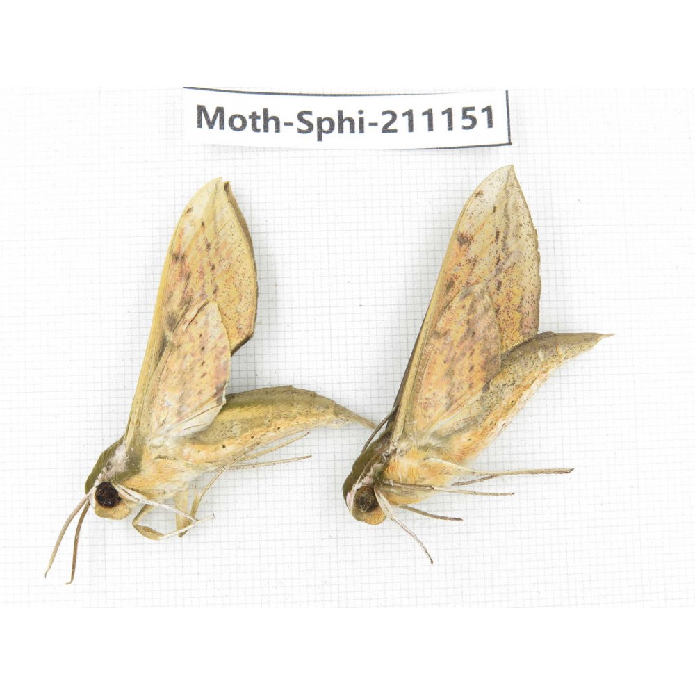 Sphingidae sp. China, Guizhou, Qiandongnan, Congjiang county. 2Pcs. Moth-Sphi-211151.