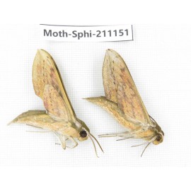 Sphingidae sp. China, Guizhou, Qiandongnan, Congjiang county. 2Pcs. Moth-Sphi-211151.