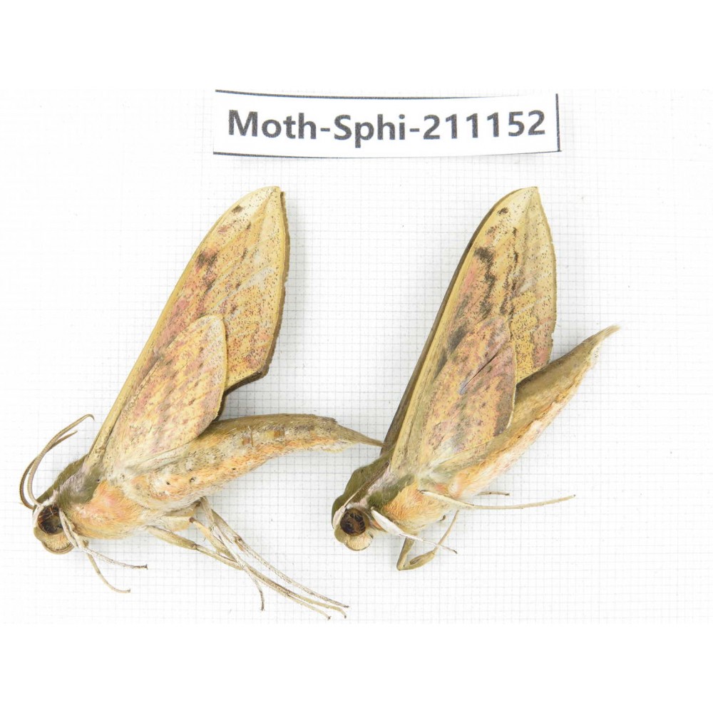 Sphingidae sp. China, Guizhou, Qiandongnan, Congjiang county. 2Pcs. Moth-Sphi-211152.