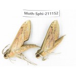 Sphingidae sp. China, Guizhou, Qiandongnan, Congjiang county. 2Pcs. Moth-Sphi-211152.