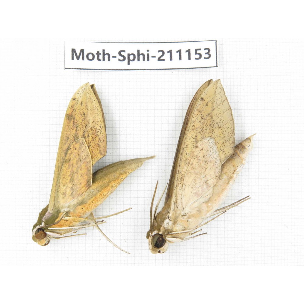 Sphingidae sp. China, Guizhou, Qiandongnan, Congjiang county. 2Pcs. Moth-Sphi-211153.