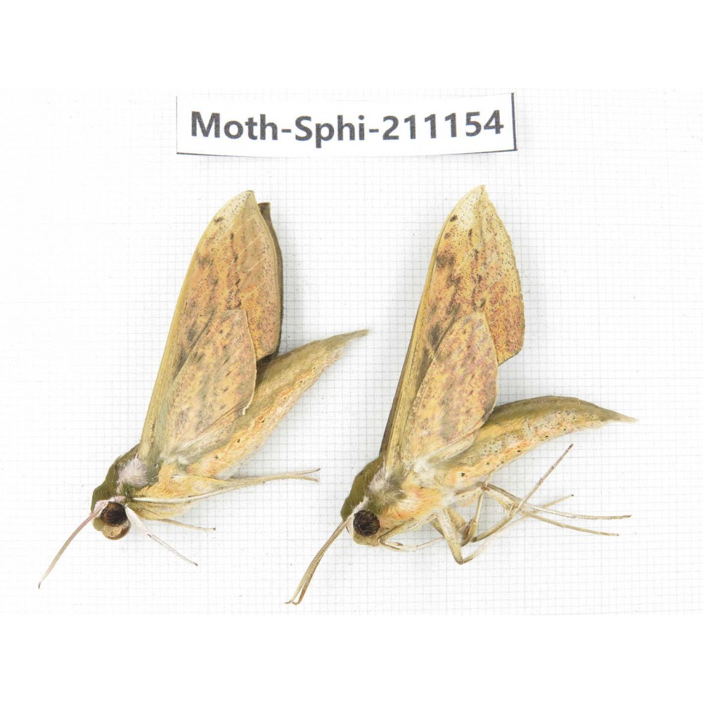 Sphingidae sp. China, Guizhou, Qiandongnan, Congjiang county. 2Pcs. Moth-Sphi-211154.