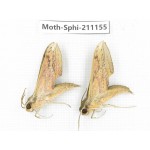 Sphingidae sp. China, Guizhou, Qiandongnan, Congjiang county. 2Pcs. Moth-Sphi-211155.