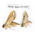 Sphingidae sp. China, Guizhou, Qiandongnan, Congjiang county. 2Pcs. Moth-Sphi-211264.