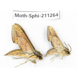 Sphingidae sp. China, Guizhou, Qiandongnan, Congjiang county. 2Pcs. Moth-Sphi-211264.