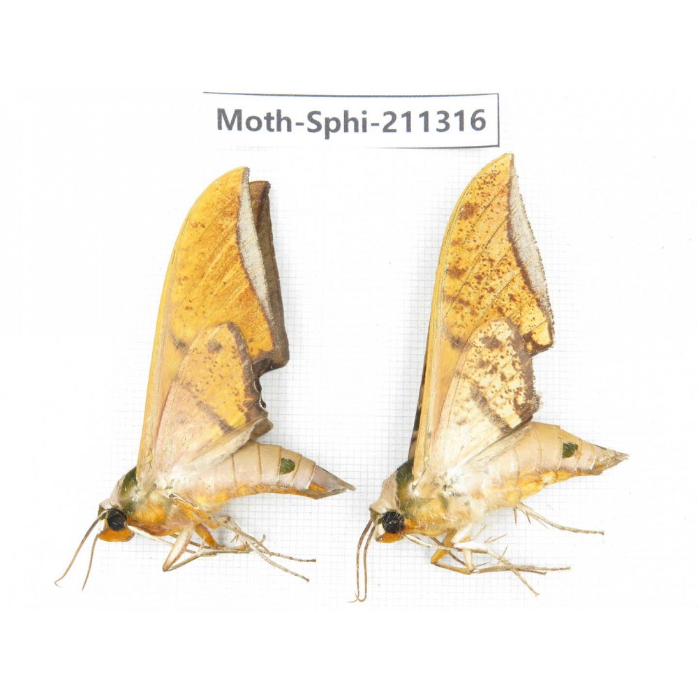 Sphingidae sp. China, Guizhou, Qiandongnan, Congjiang county. 2Pcs. Moth-Sphi-211316.