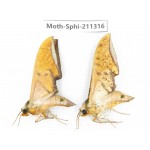 Sphingidae sp. China, Guizhou, Qiandongnan, Congjiang county. 2Pcs. Moth-Sphi-211316.