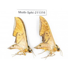 Sphingidae sp. China, Guizhou, Qiandongnan, Congjiang county. 2Pcs. Moth-Sphi-211316.